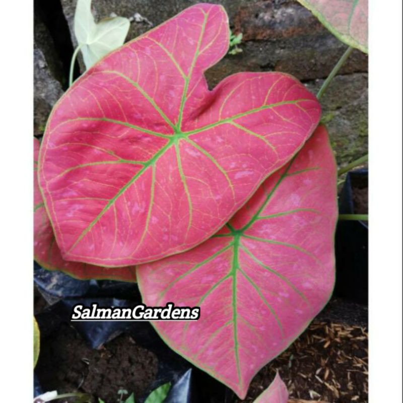 Caladium pink brush - Caladium tricolor - Caladium red start