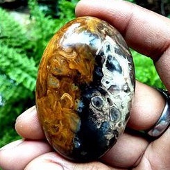 batu akik fosil kayu aren(0126)