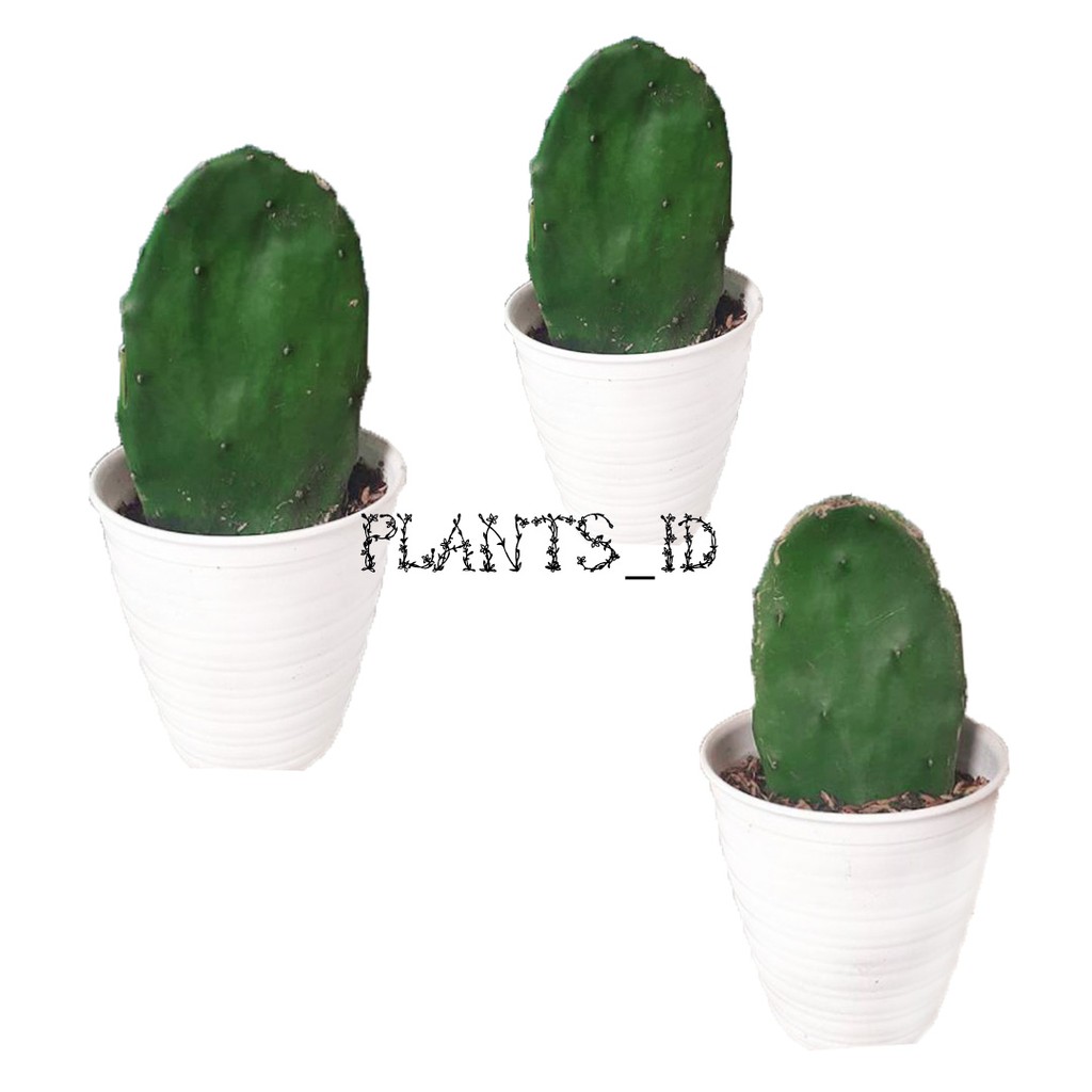 benih tanaman hias indor outdor kaktus centong ukuran besar