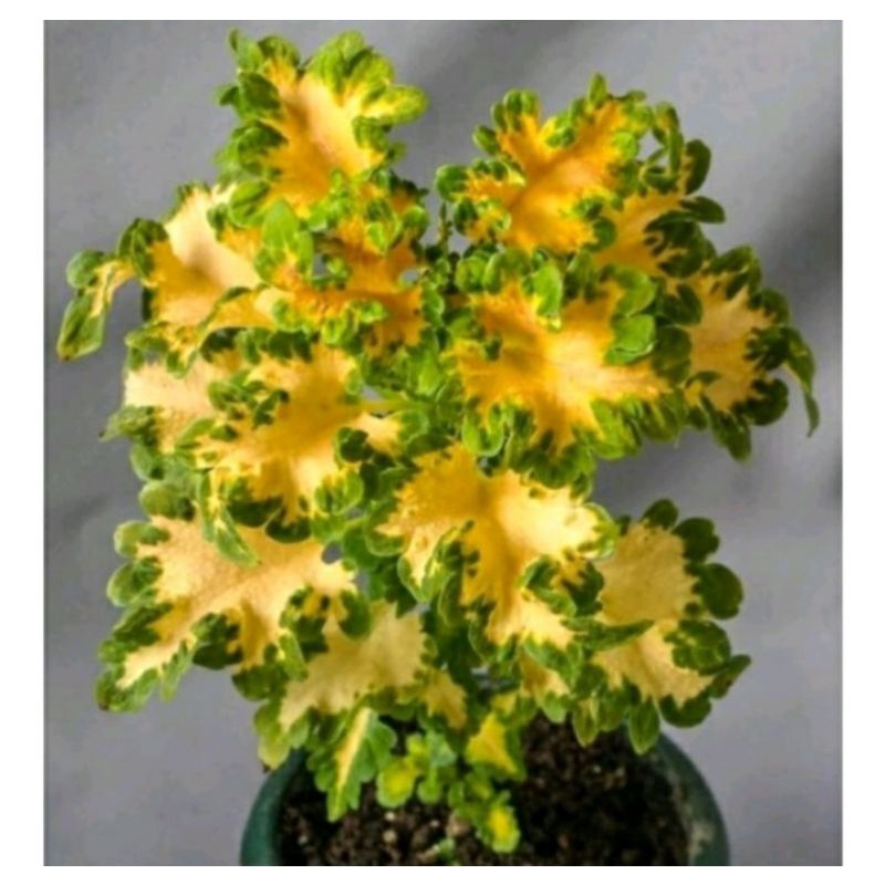 tanaman hias miana ekor naga kuning super premium