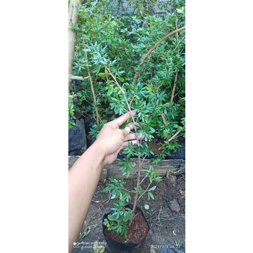 Kaliandra sulimaraja