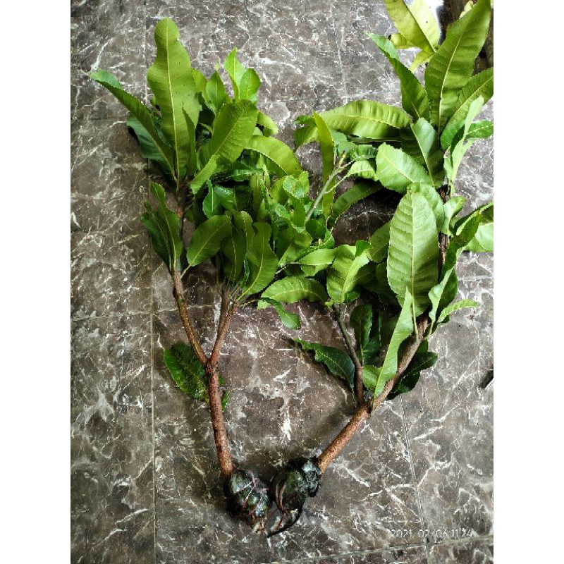 bibit cangkok mangga madu