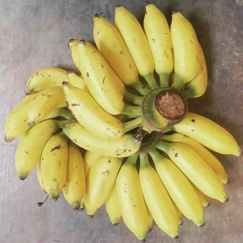 

PISANG ULI SUPER 1 SISIR