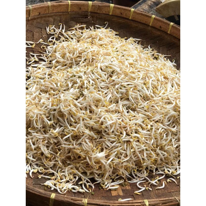 

Tauge panjang (250 gr)