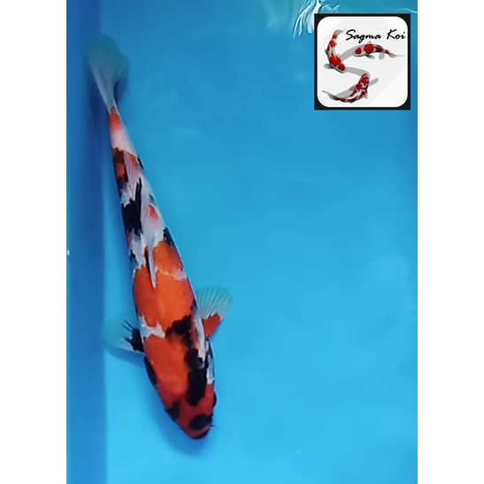 Koi Showa Lokal Blitar 27 CM