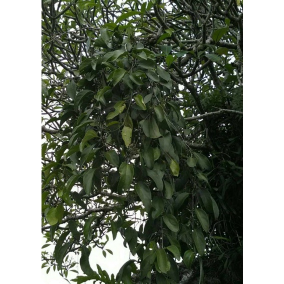 

1000 GRAM BENALU KAMBOJA KERING HIJAU
