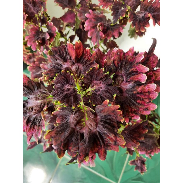 miana premium id black pink