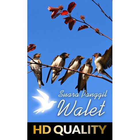 SUARA WALET PANGGIL INAP