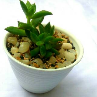 Pot tanaman dan bunga bentuk tawon uk 10 Shopee Indonesia Pot tanaman dan bunga bentuk tawon uk 10 Shopee Indonesia
