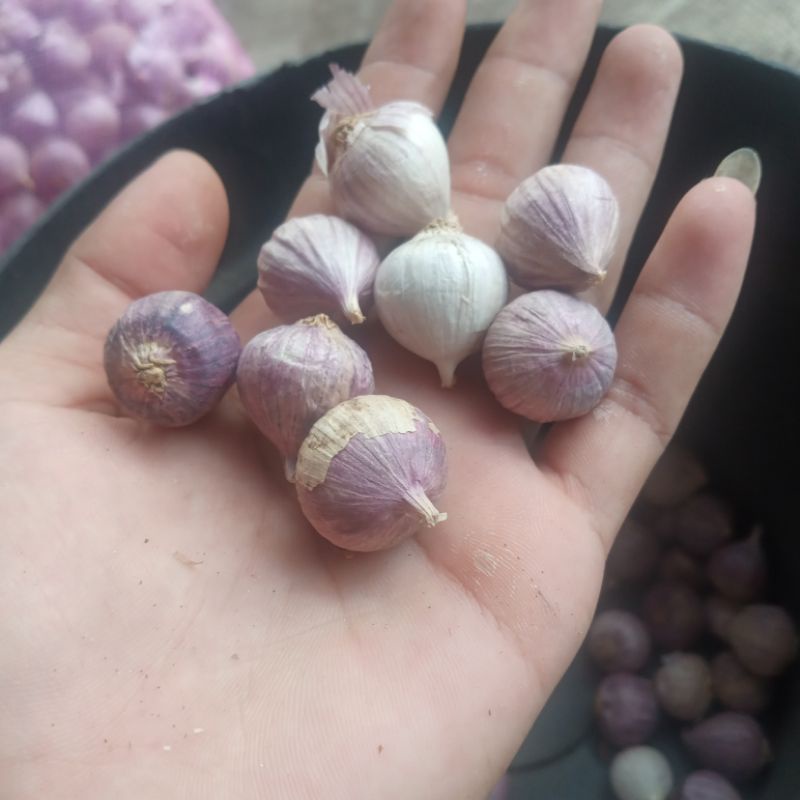 

Bawang Putih Tunggal Lanang 1 kg kecil