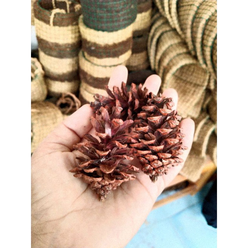 BUNGA PINUS HIASAN DEKORASI HANTARAN CRAFT