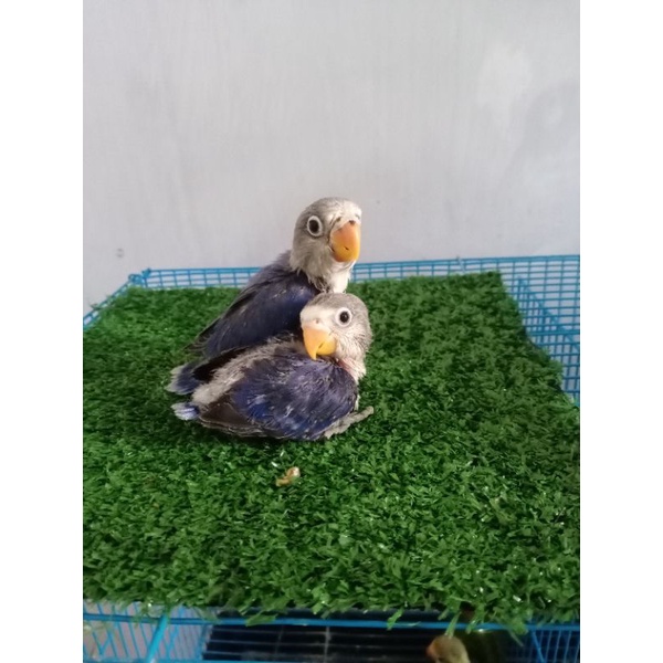 Lolohan Anakan Burung Lovebird VioletFC Jinak