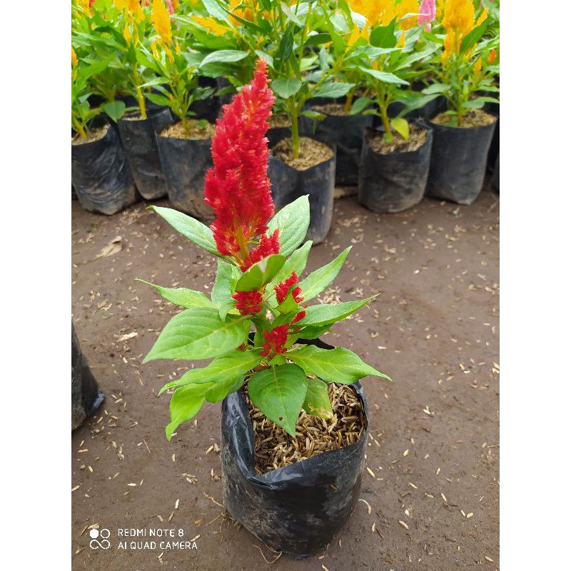 tanaman hias bunga celosia hidup sudah berbunga