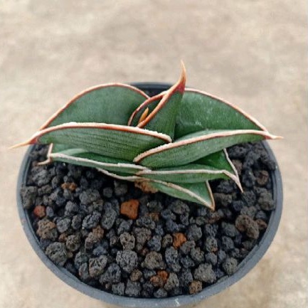 sansevieria rorida