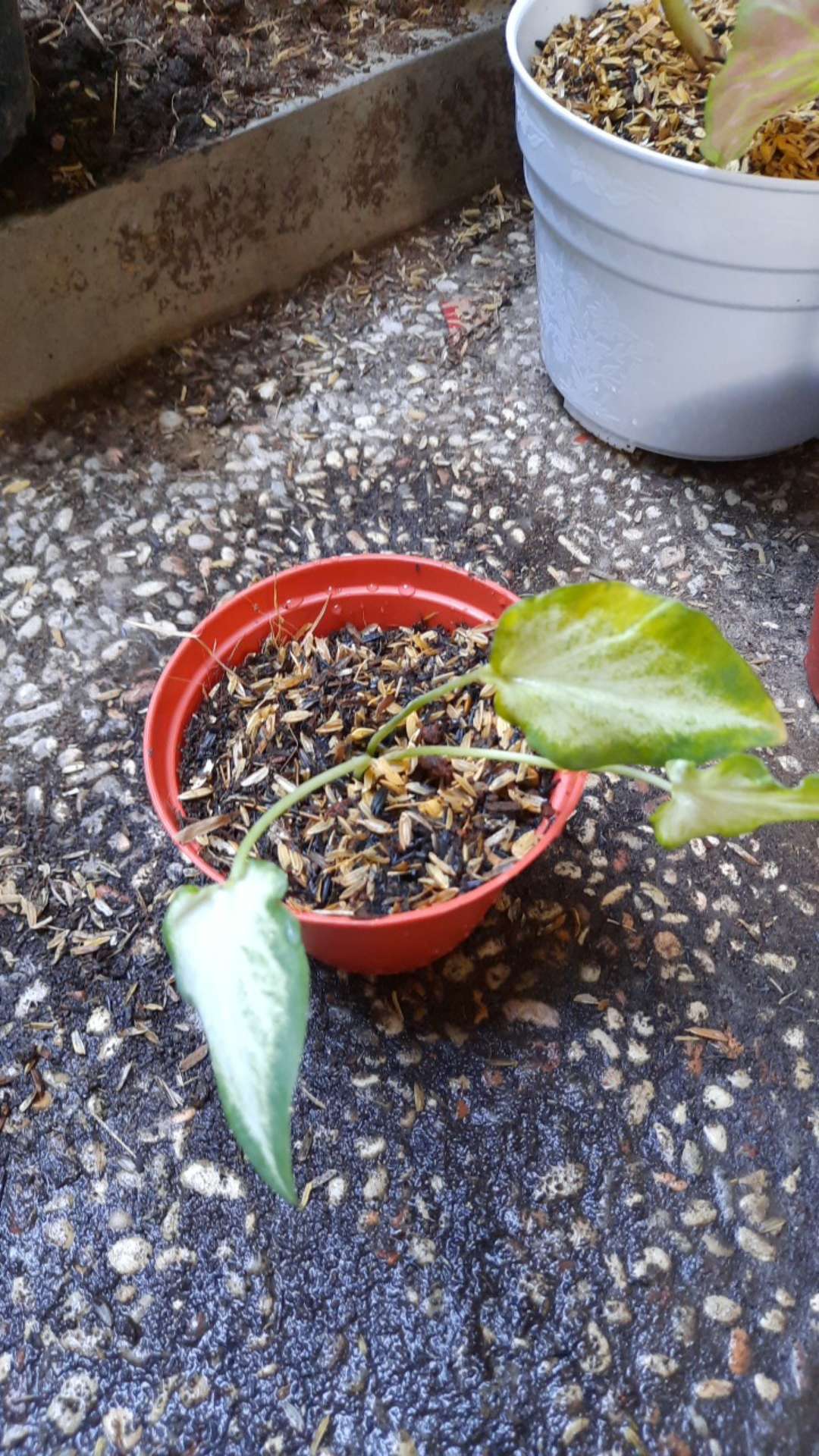 Keladi White Raffles Caladium White Knight