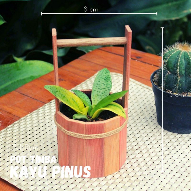 POT KAYU TIMBA SUKULEN / POT KAYU MINIMALIS