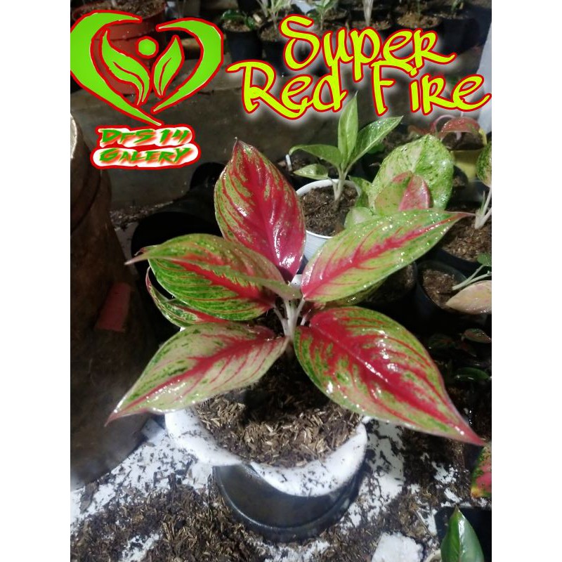 Aglaonema Super Red fire