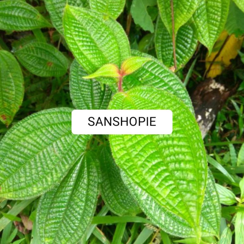 

Daun Senggani Senduduk Atau Harendong Bulu Segar 500 Gram