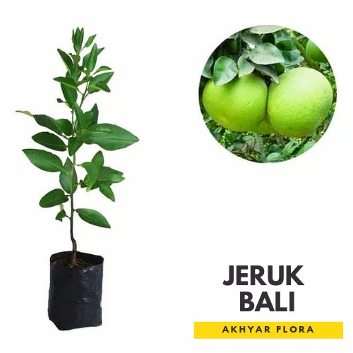 Bibit Tanaman Jeruk Bali Jumbo Pohon Jeruk Bali Daging Merah