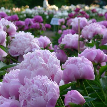 Benih PEONY PURPLESOFT - Biji Bibit Bunga