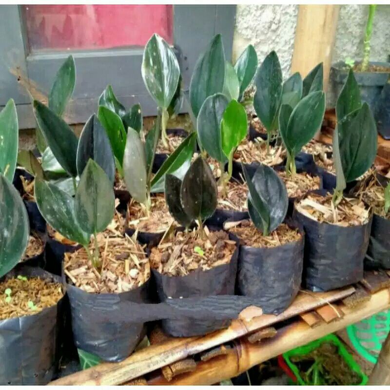 tanaman hias scindapsus treubi black-scindapsus treubi black-