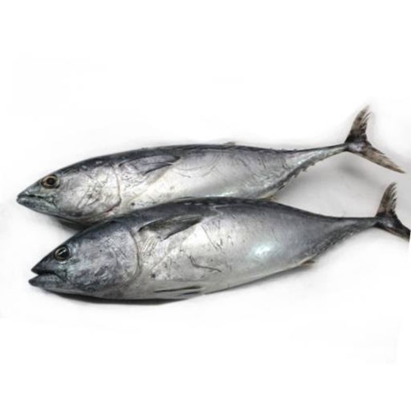

Ikan Tongkol (Baby Tuna) Frozen