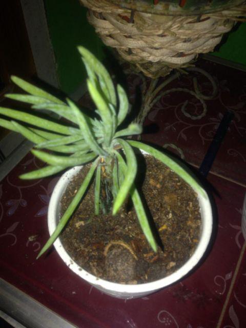 Tanaman Calathea Silver