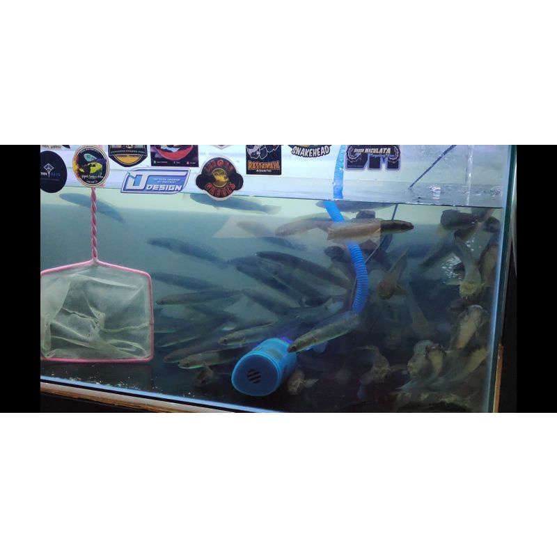 Channa Maru ombyokan @5 ekor randyrudal