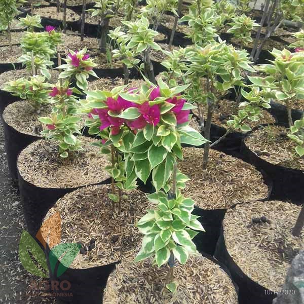 Bibit Bunga Bougenville Singapura Original