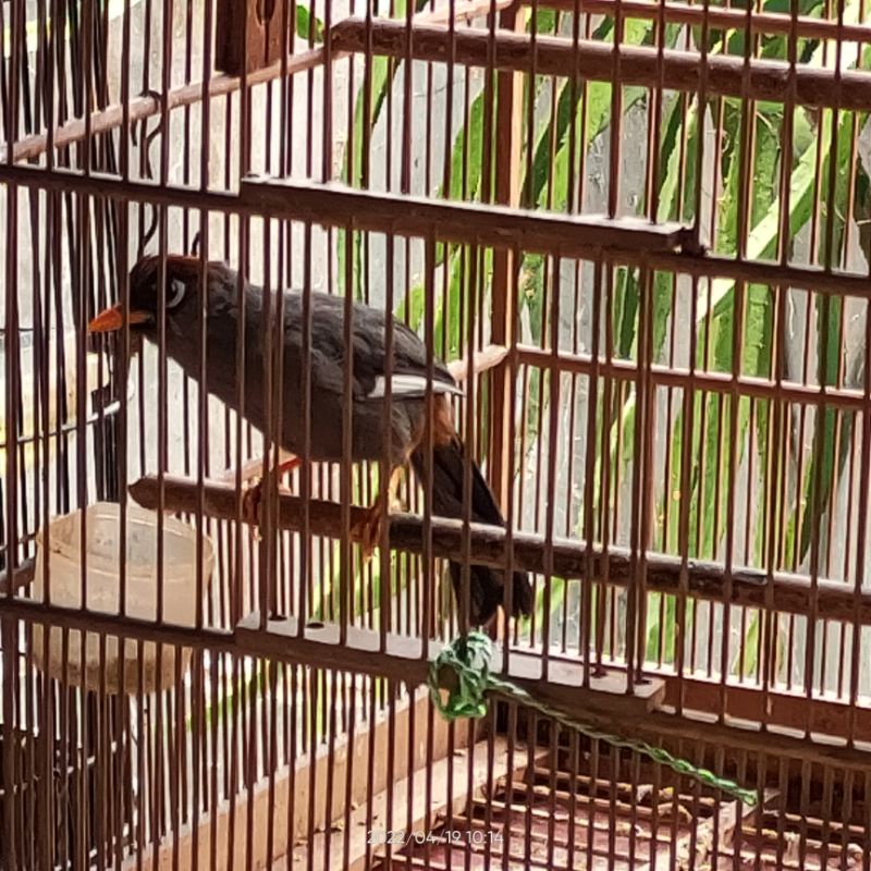 burung poksay/poksai Mandarin jantan