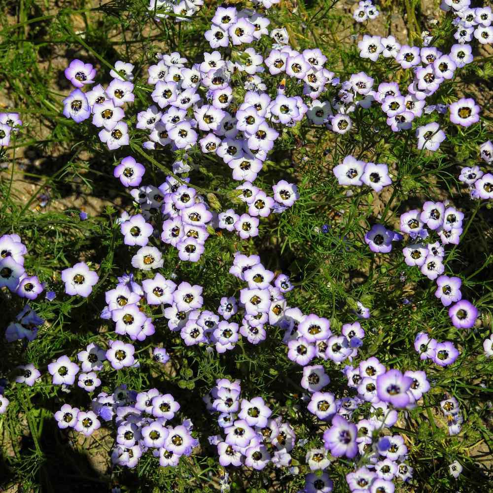 Benih Bibit Biji - Bunga Bird's Eye Gilia Tricolor Flower Seeds - IMPORT