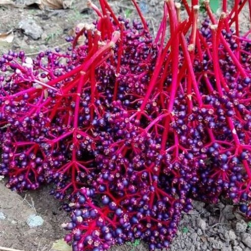 DIARY PETANI - Buah Parijoto Siap Konsumsi Harga Pertangkai