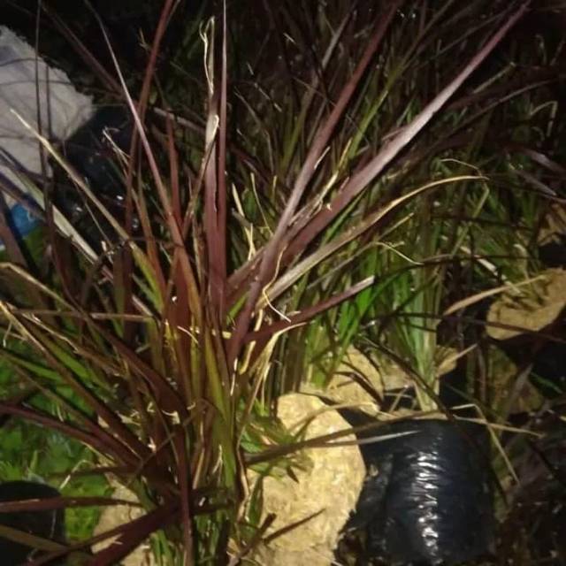 Tanaman hias alang alang merah - ilalang merah
