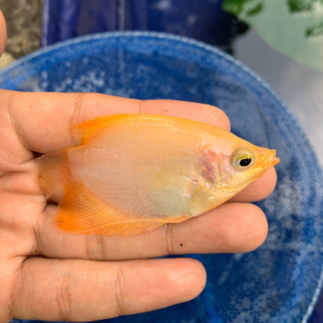 bibit gurame padang ngorek atau 2 jari - bibit gurame padang - bibit ikan - bibit gurame