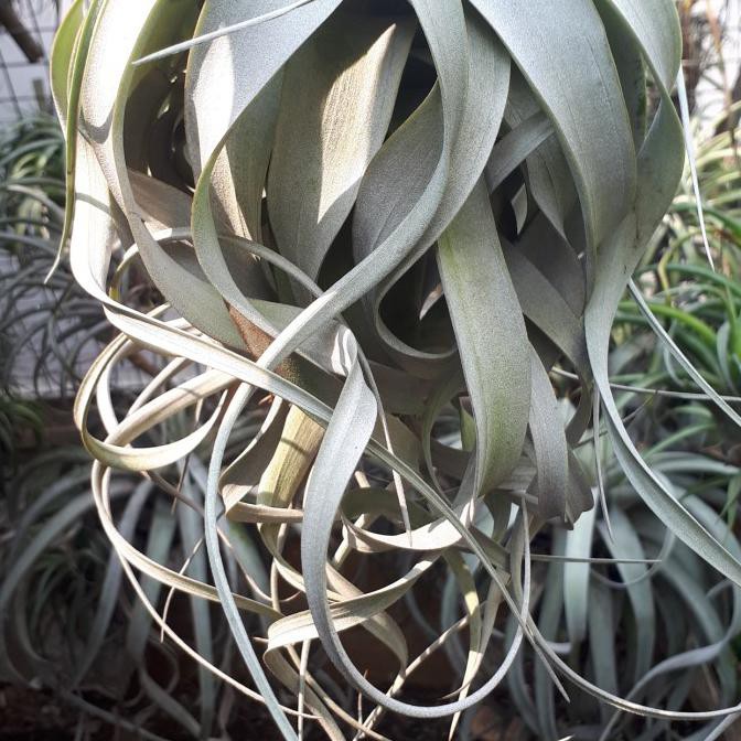 Produk Ready Tillandsia Xerographica