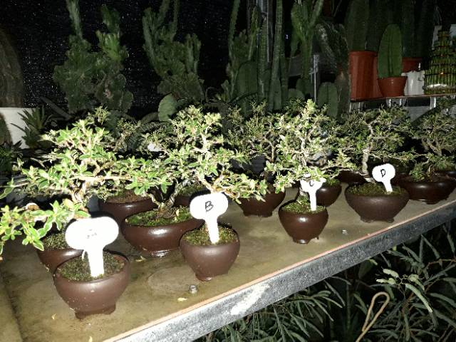 bonsai mame hingkip mirten