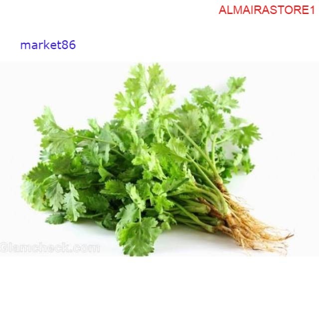 

Daun Wansui / Daun Ketumbar 100 Gram - WFB .