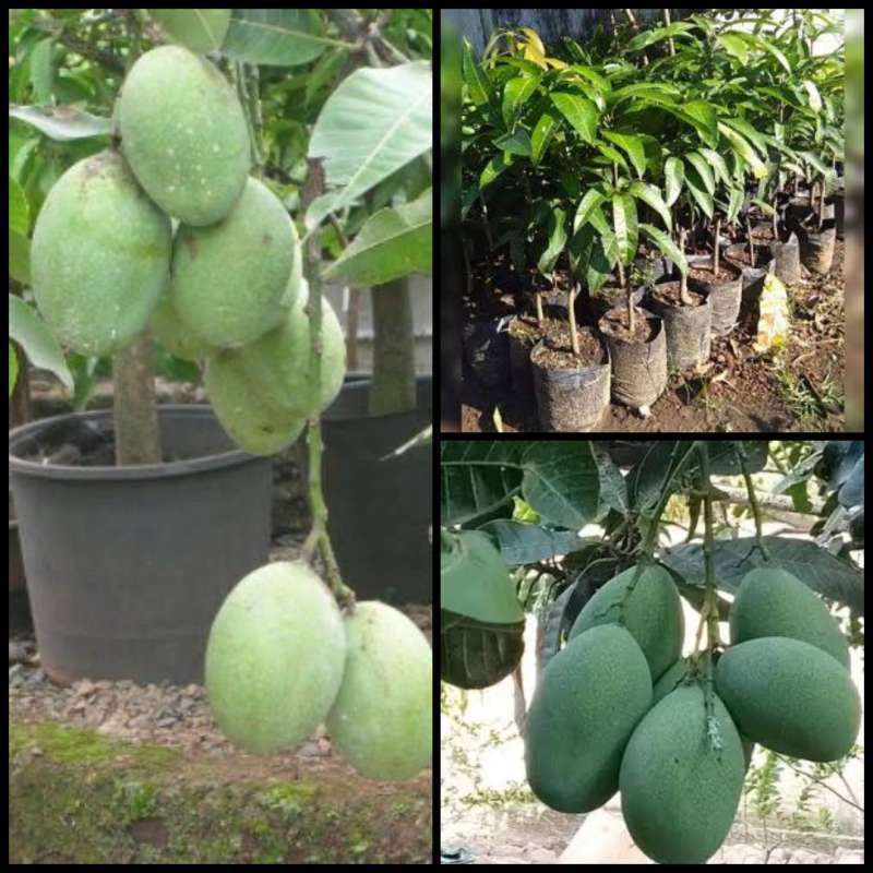 bibit buah mangga madu/manalagi okulasi