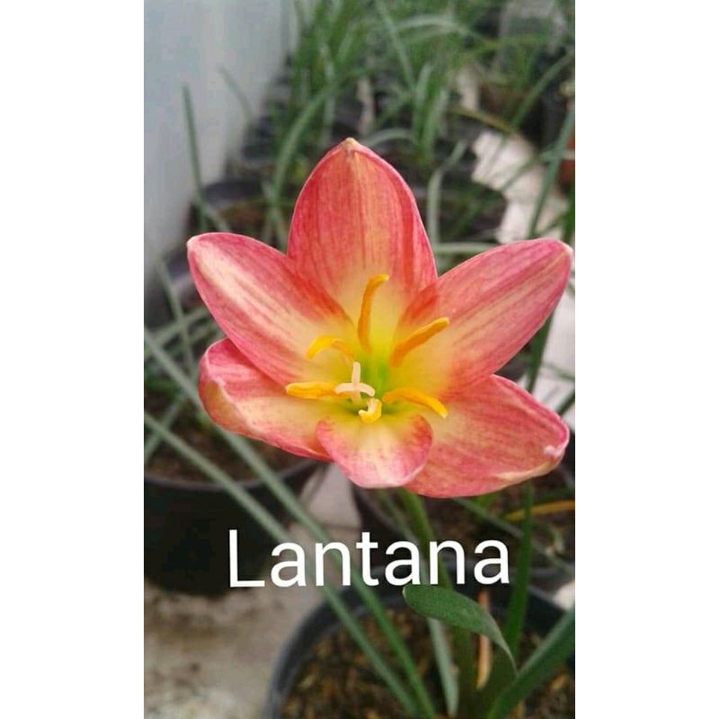 umbi Rainlily Lantana bibit bunga import murah Cantik bakung rain lily Amaryllis amarilis murah