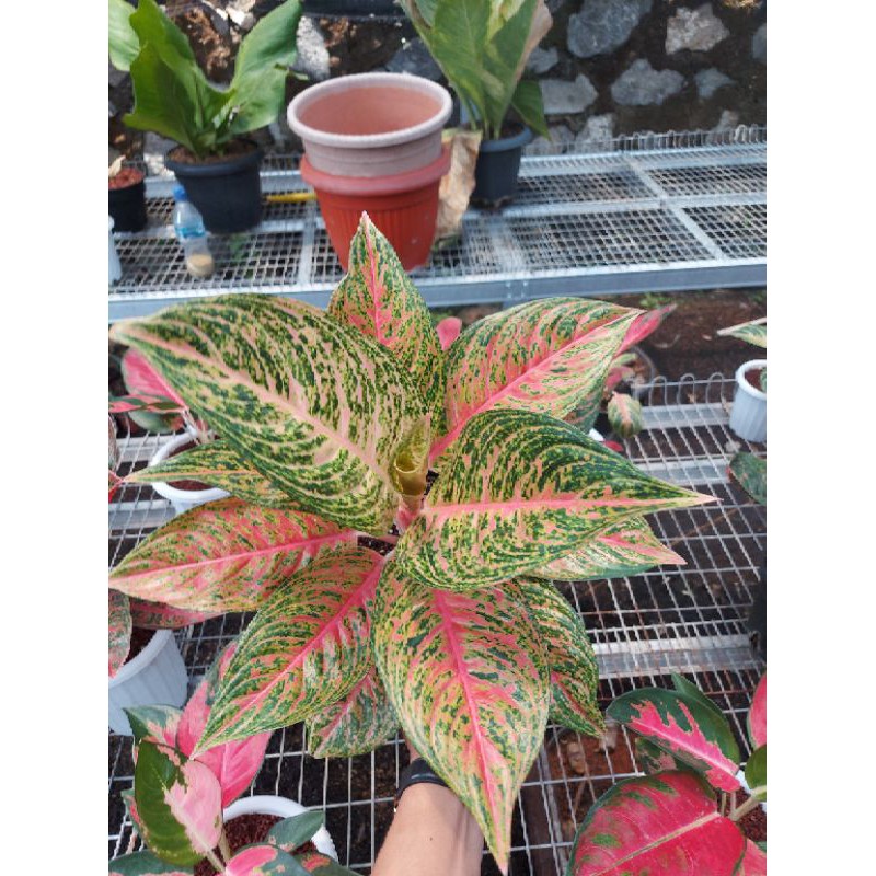 Aglonema sexy pink