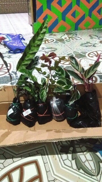 Tanaman Hias Mawar Tanpa Duri