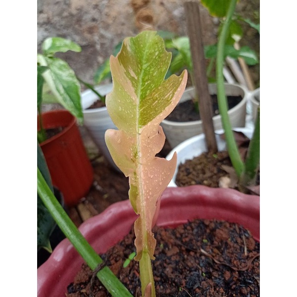 philodendron ring of fire