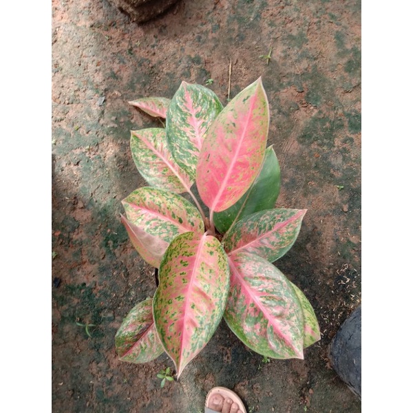 Aglonema Bigroy jumbo rimbun