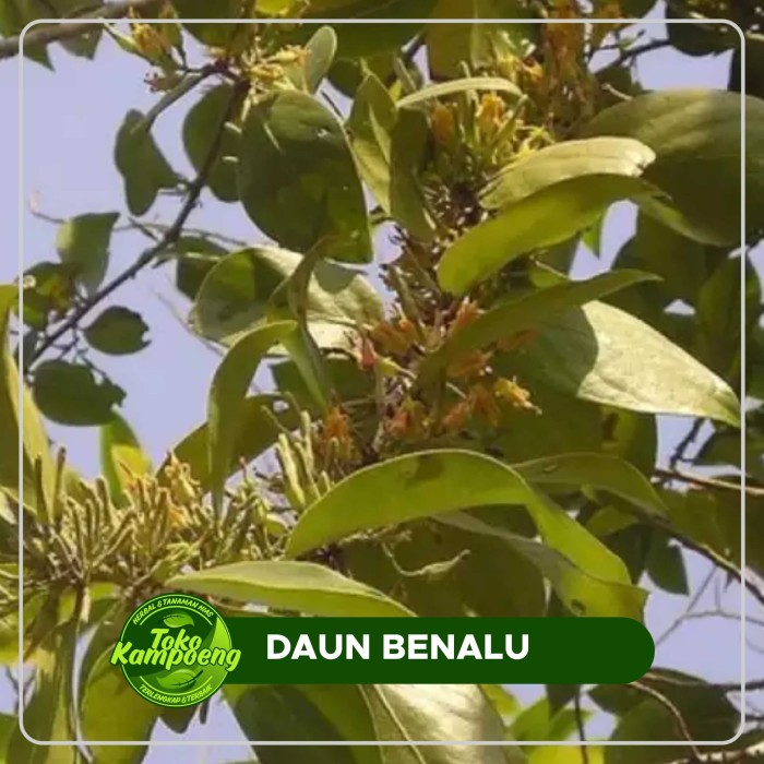 

HERBAL DAUN BENALU JERUK SEGAR 500 GR