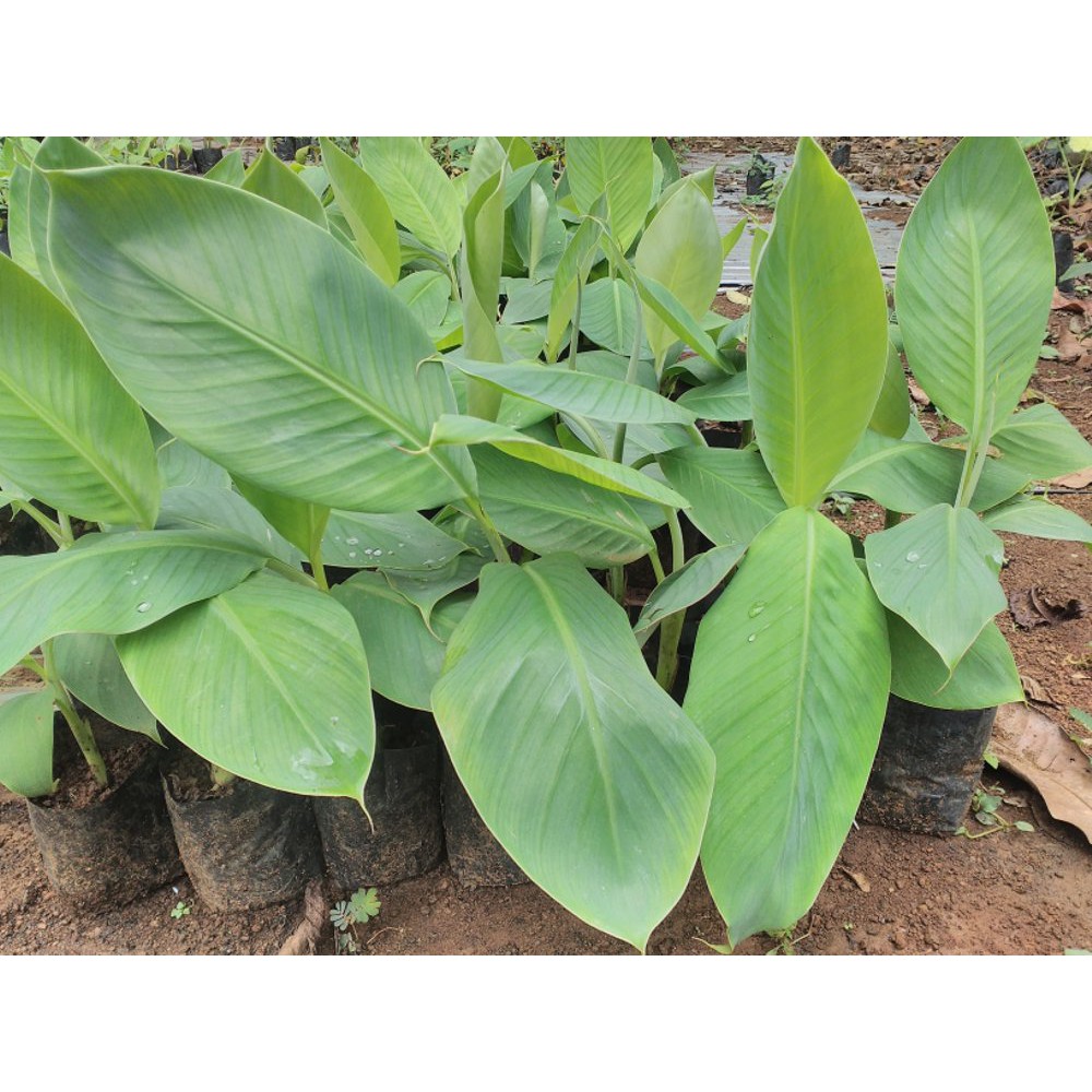 Pohon Pisang Cavendis Kultur Jaringan