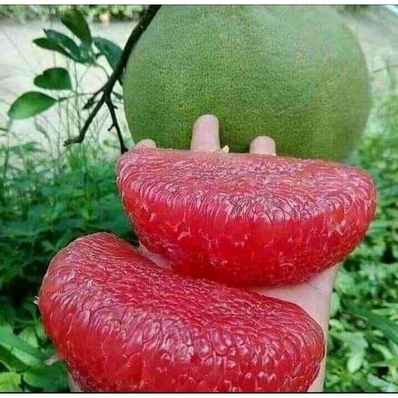 jeruk Bali merah ..berbuah 2pohon