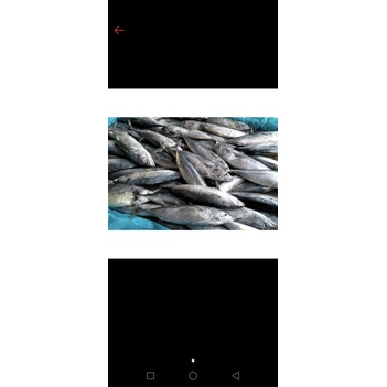

ikan Beby tuna fresh 1kg