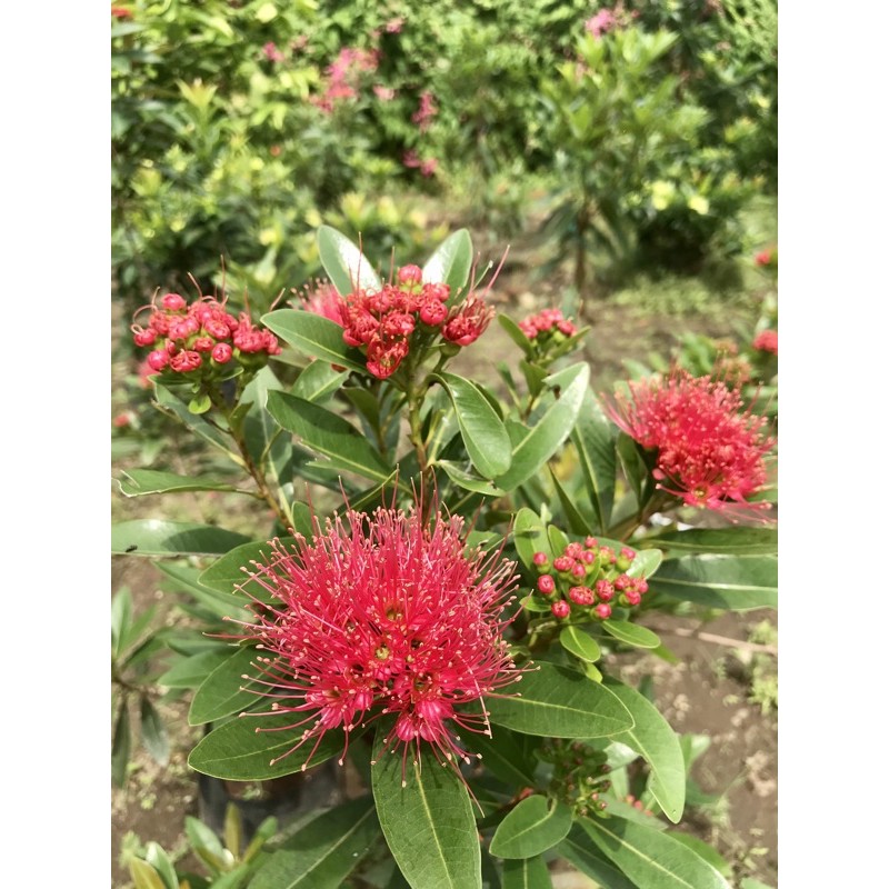 Bibit Bunga Santos Lemon Xanthostemon Merah Vegetasi Lebah Madu