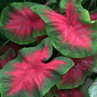 Keladi Love/Love Caladium Murah | Keladi Love Pink