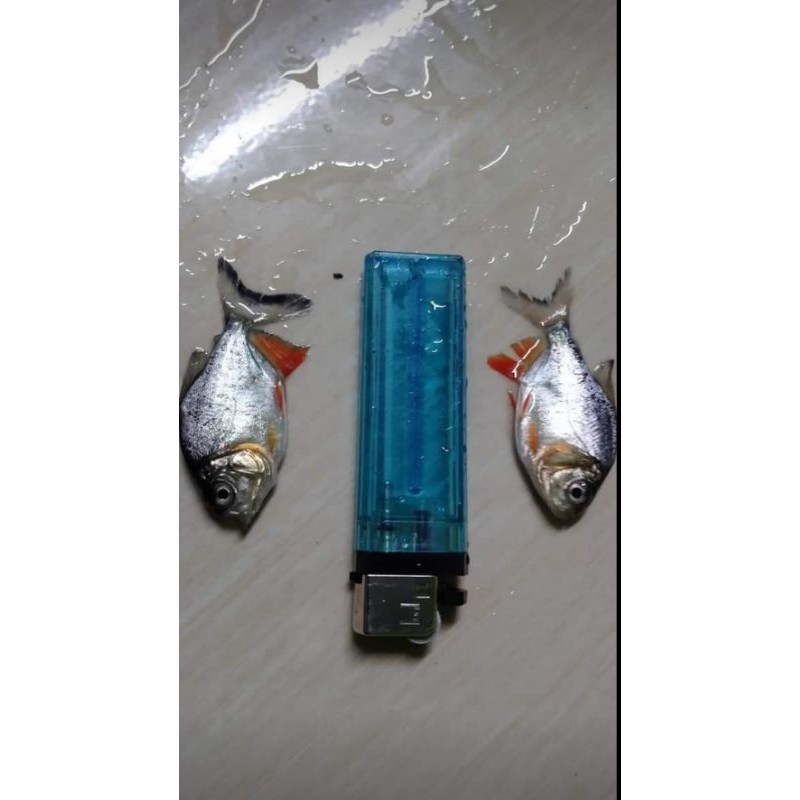 

ikan bawal